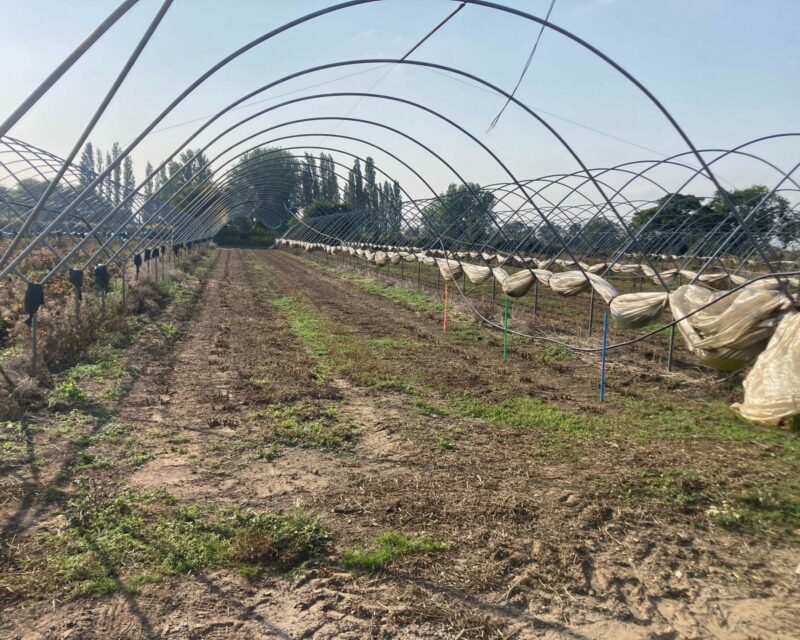 HAYGROVE POLY TUNNELS